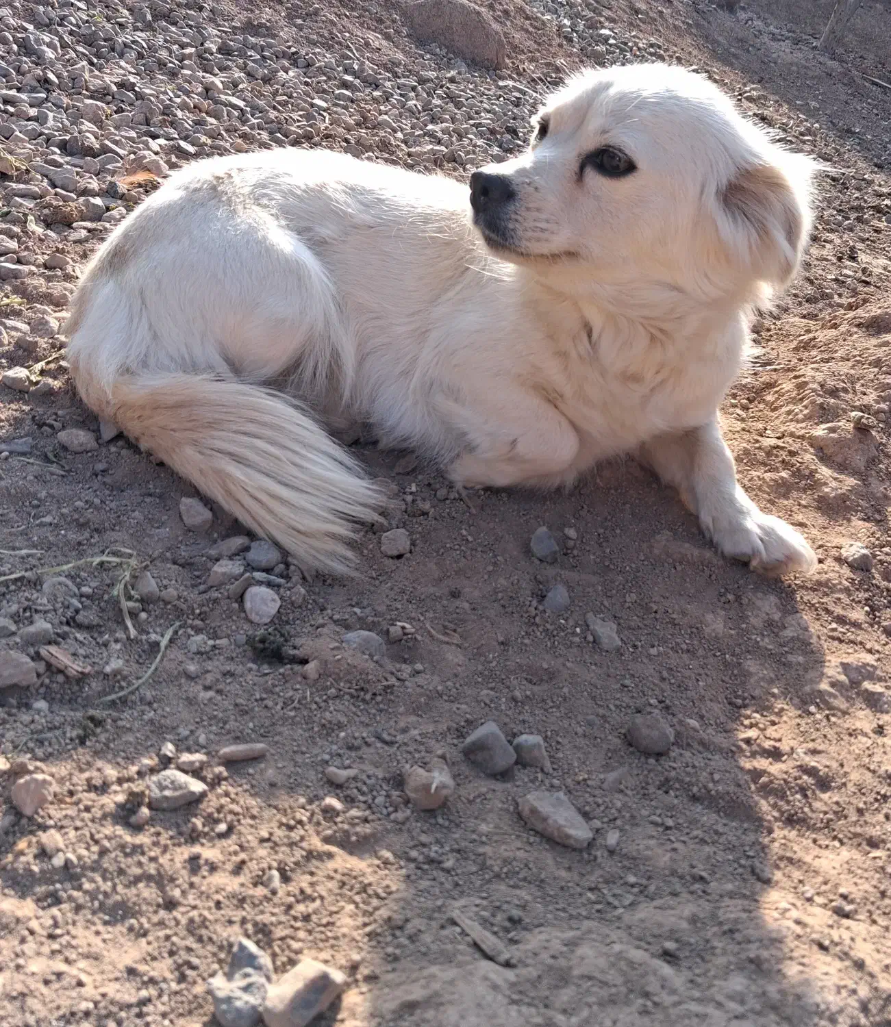 سگ پاکوتاه|سگ|قزوین, |دیوار