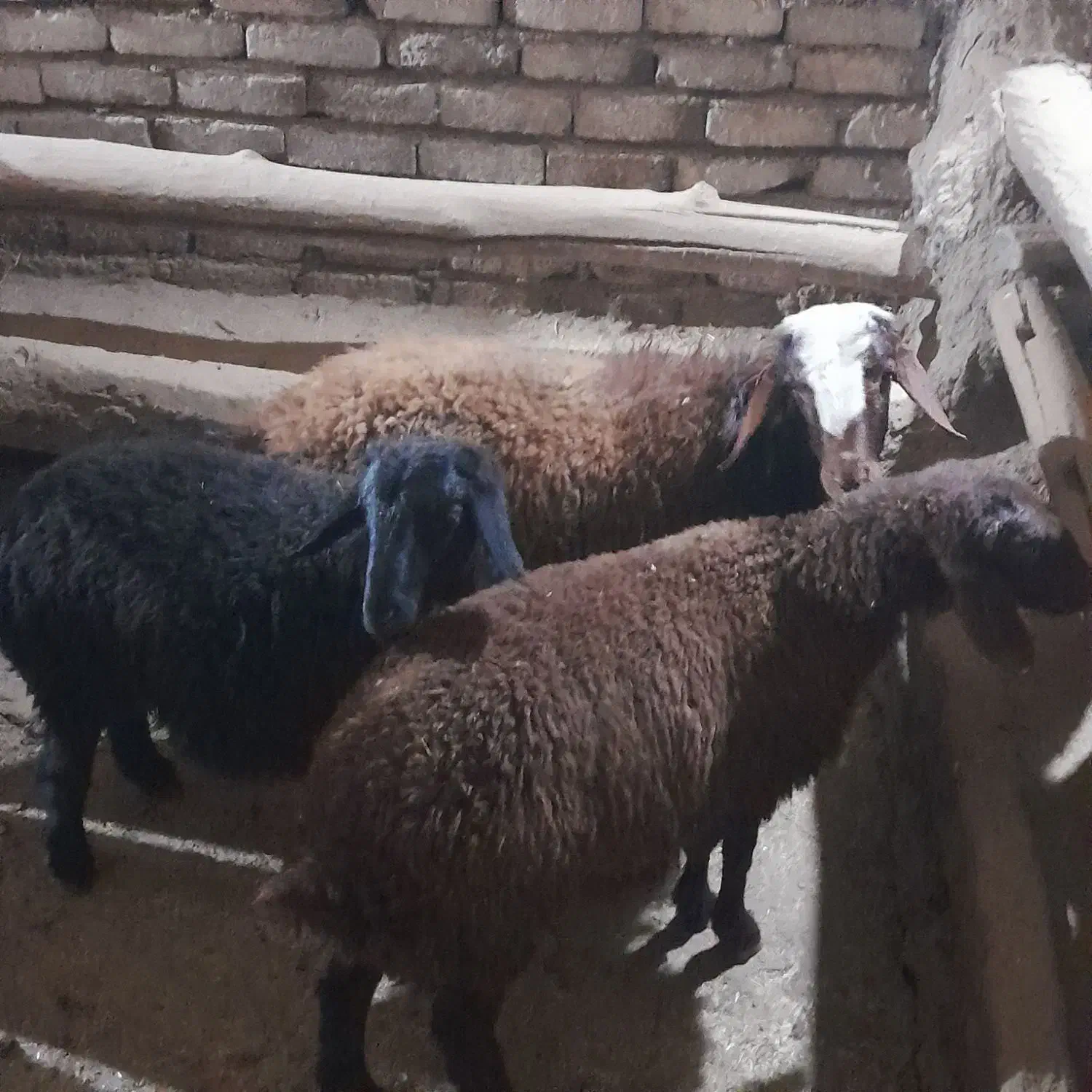 گوسفند قوچ|حیوانات مزرعه|سربند, |دیوار