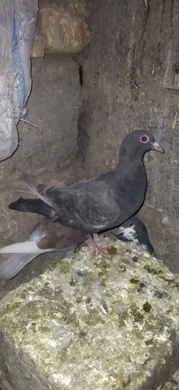 کبوتر جوجه قهوه ای پلاکی ذات سرور|پرنده|شیراز, شهرک جماران|دیوار