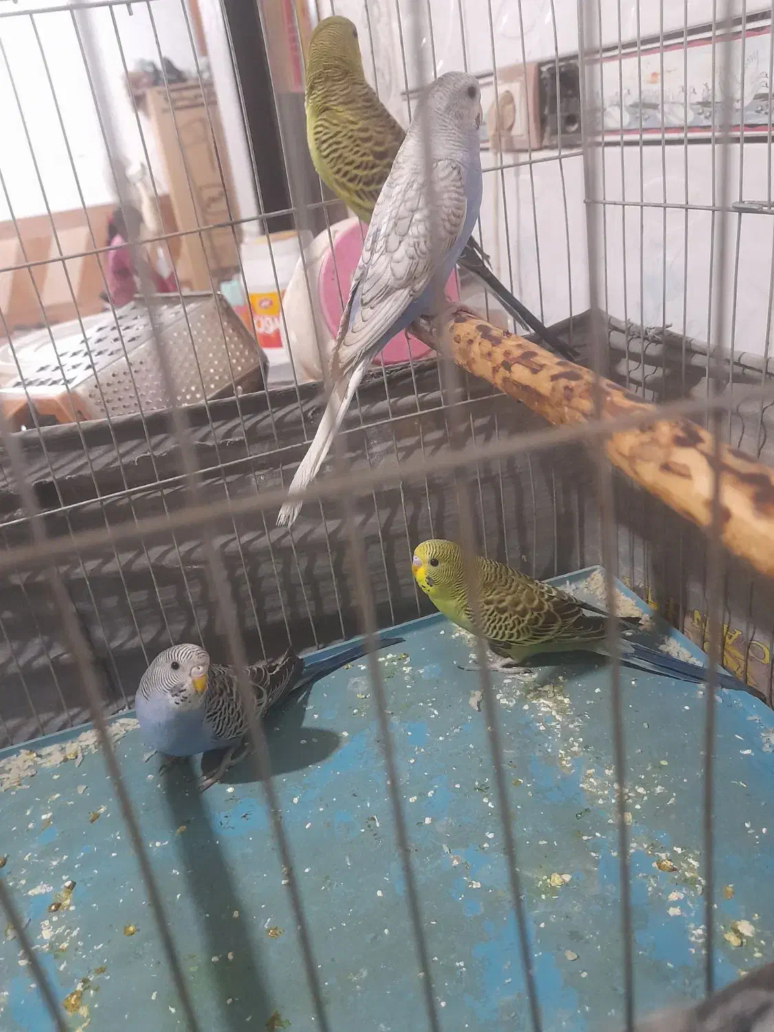 چهار مرغ عشق برا فروش سوسنگرد|پرنده|سوسنگرد, |دیوار