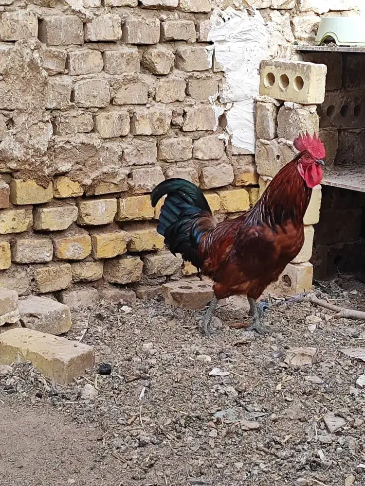 خروس|حیوانات مزرعه|بافق, |دیوار