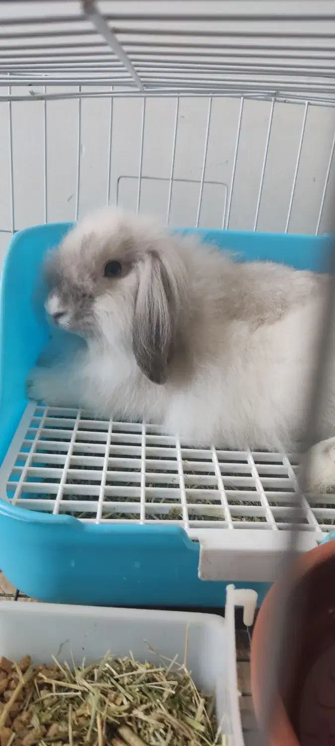 خرگوش لپی|موش و خرگوش|بوشهر, |دیوار