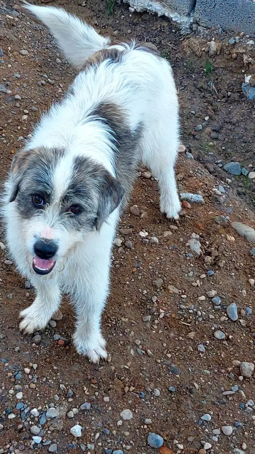 واگذاری سگ|سگ|رشت, آب آسیاب|دیوار