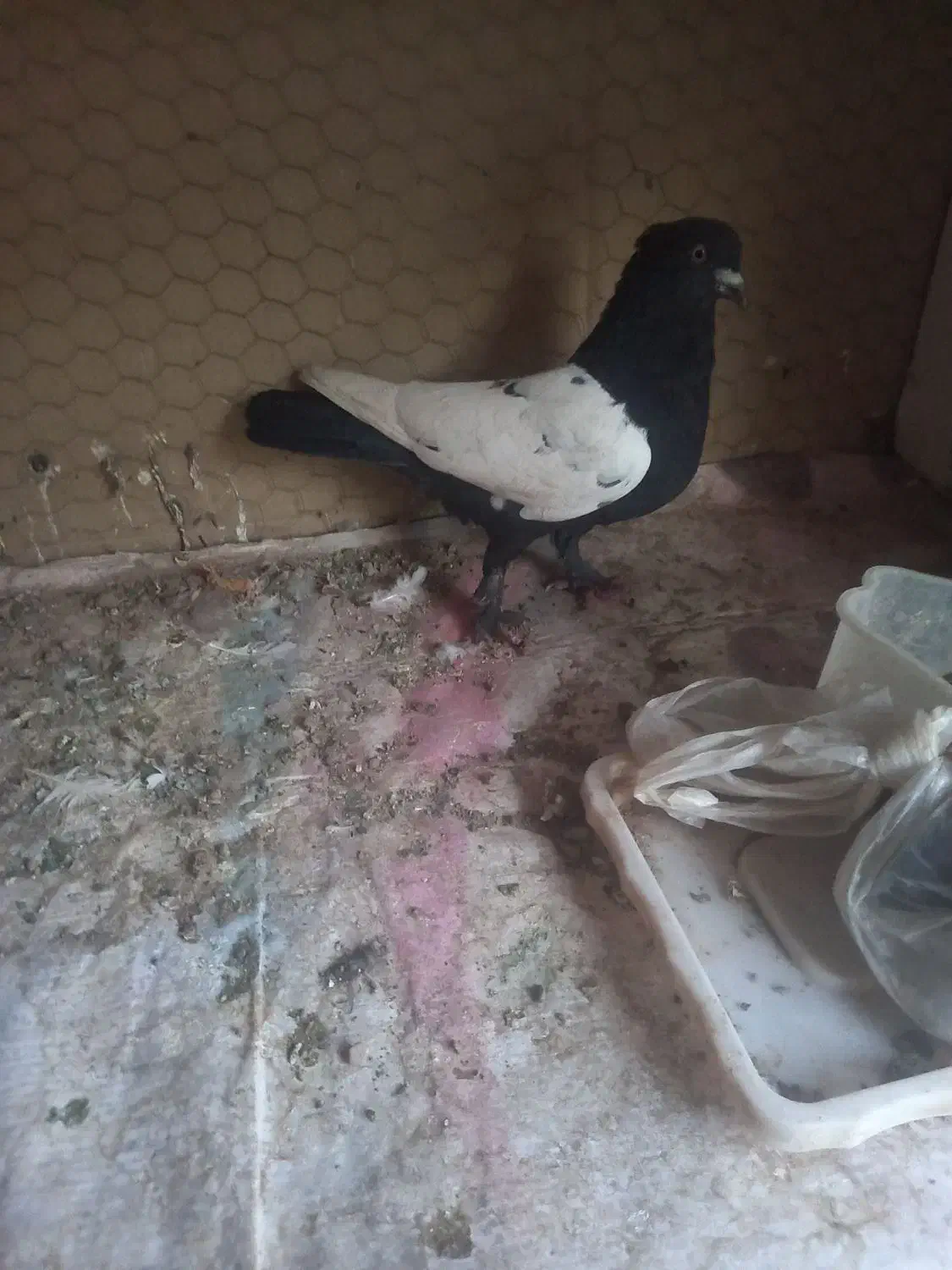 رنگی پلاکی اصل|پرنده|قم, انسجام|دیوار