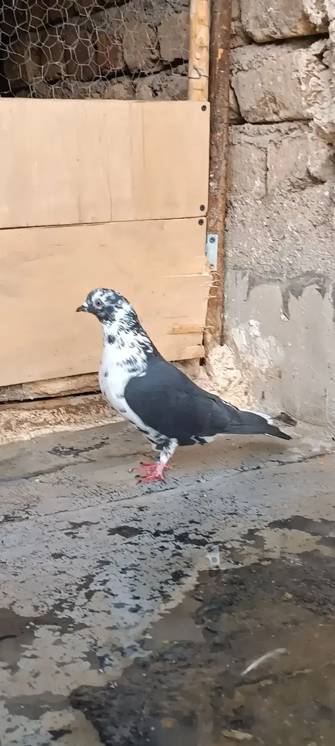 کفتر|پرنده|قم, نیروگاه|دیوار