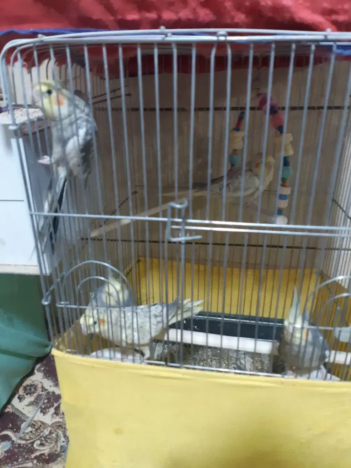 فروش عروس هلندی|پرنده|رفسنجان, |دیوار