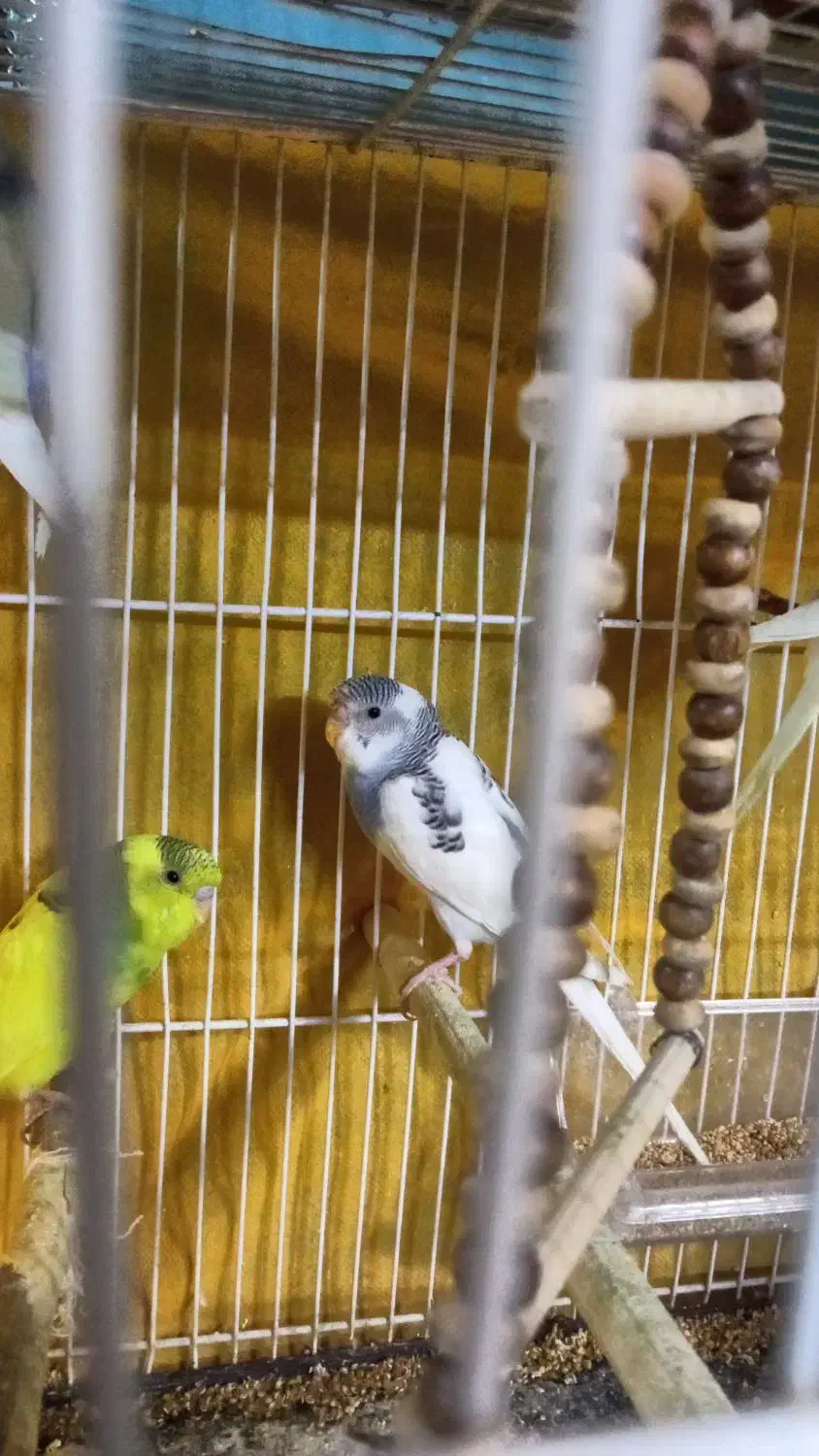 مرغ عشق جوان|پرنده|گلبهار, شهر جدید گلبهار|دیوار