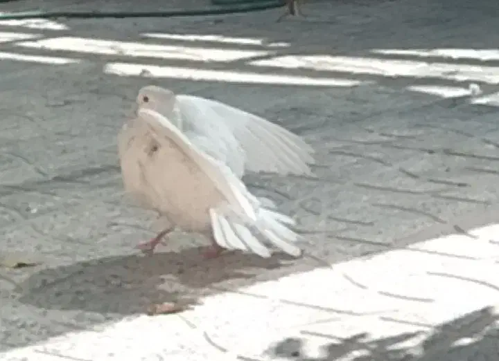 طوقی|پرنده|دره شهر, |دیوار