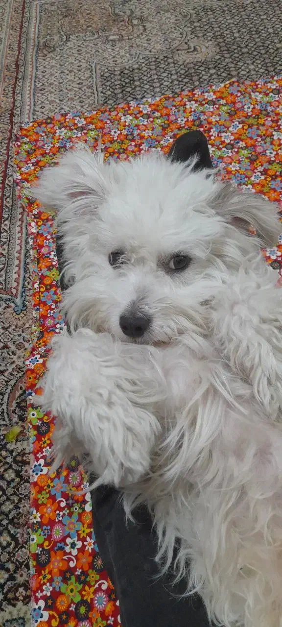 سگ گمشده|حیوانات|سهند, |دیوار