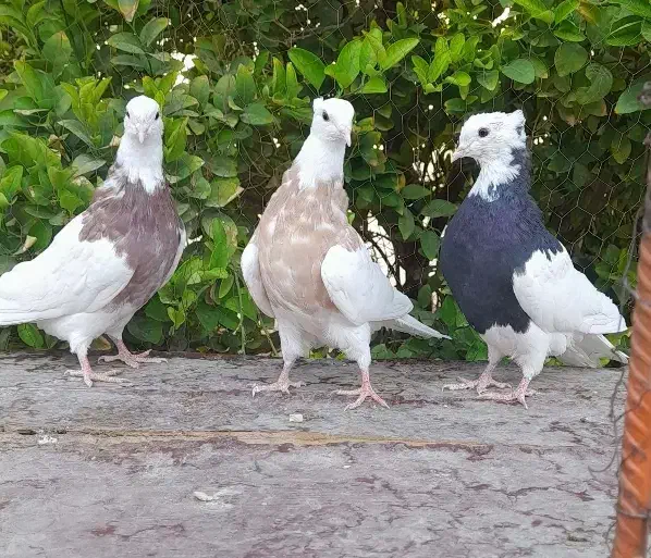 کبوتر طوقی|پرنده|شیراز, محمدیه|دیوار