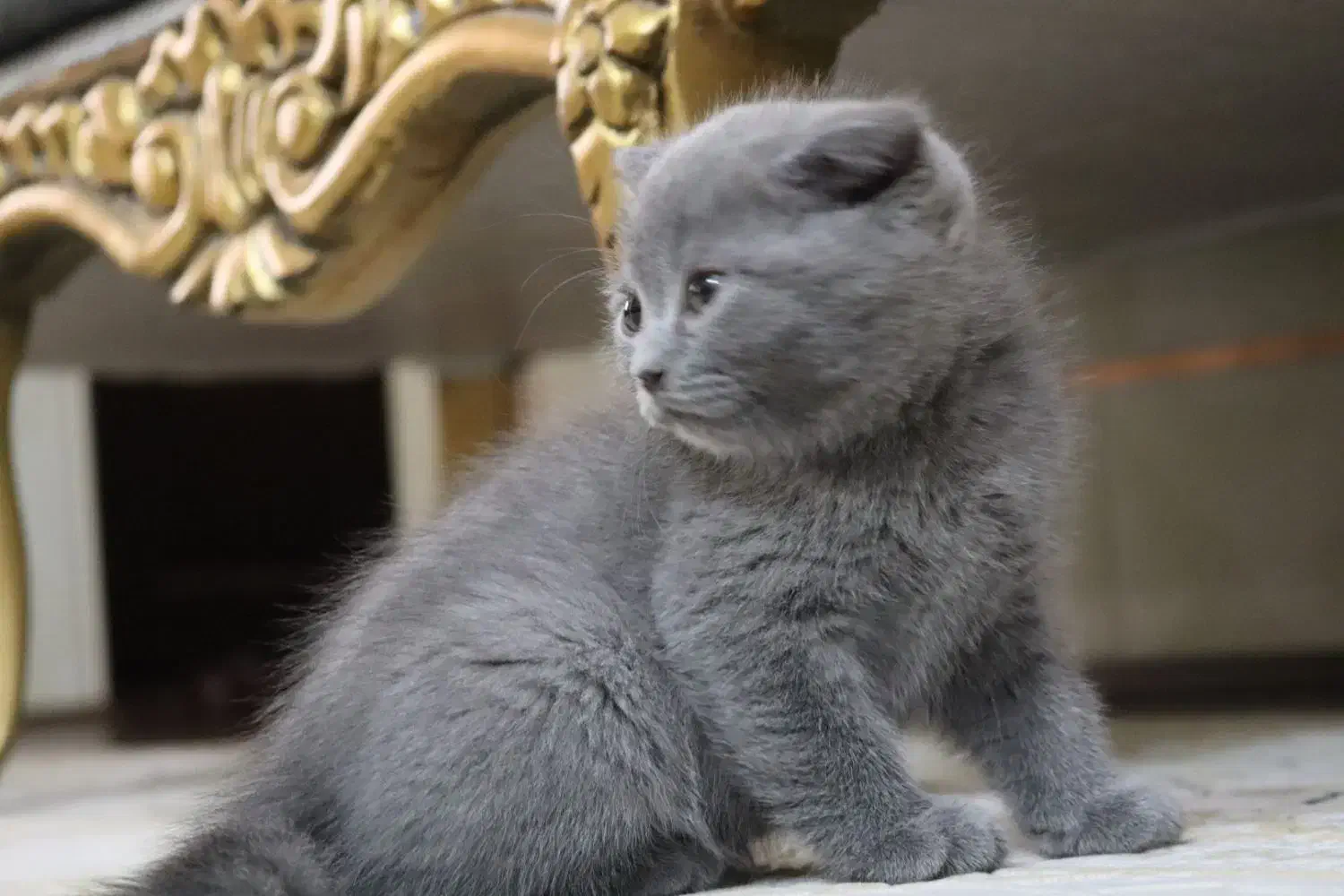 گربه اسکاتیش بلو فولد|گربه|زاهدان, |دیوار