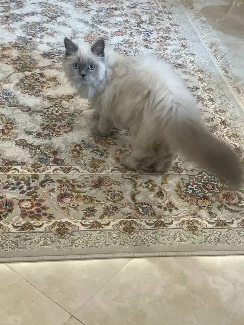 واگذاری گربه پرشین|گربه|مشهد, کوثر|دیوار