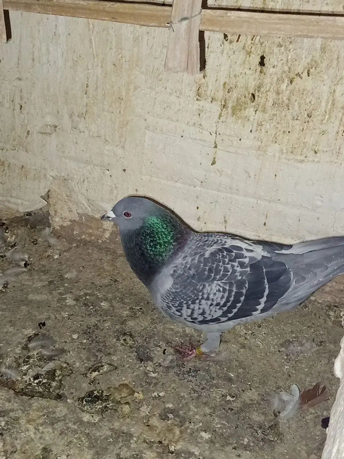 پلاکی نر|پرنده|بم, |دیوار