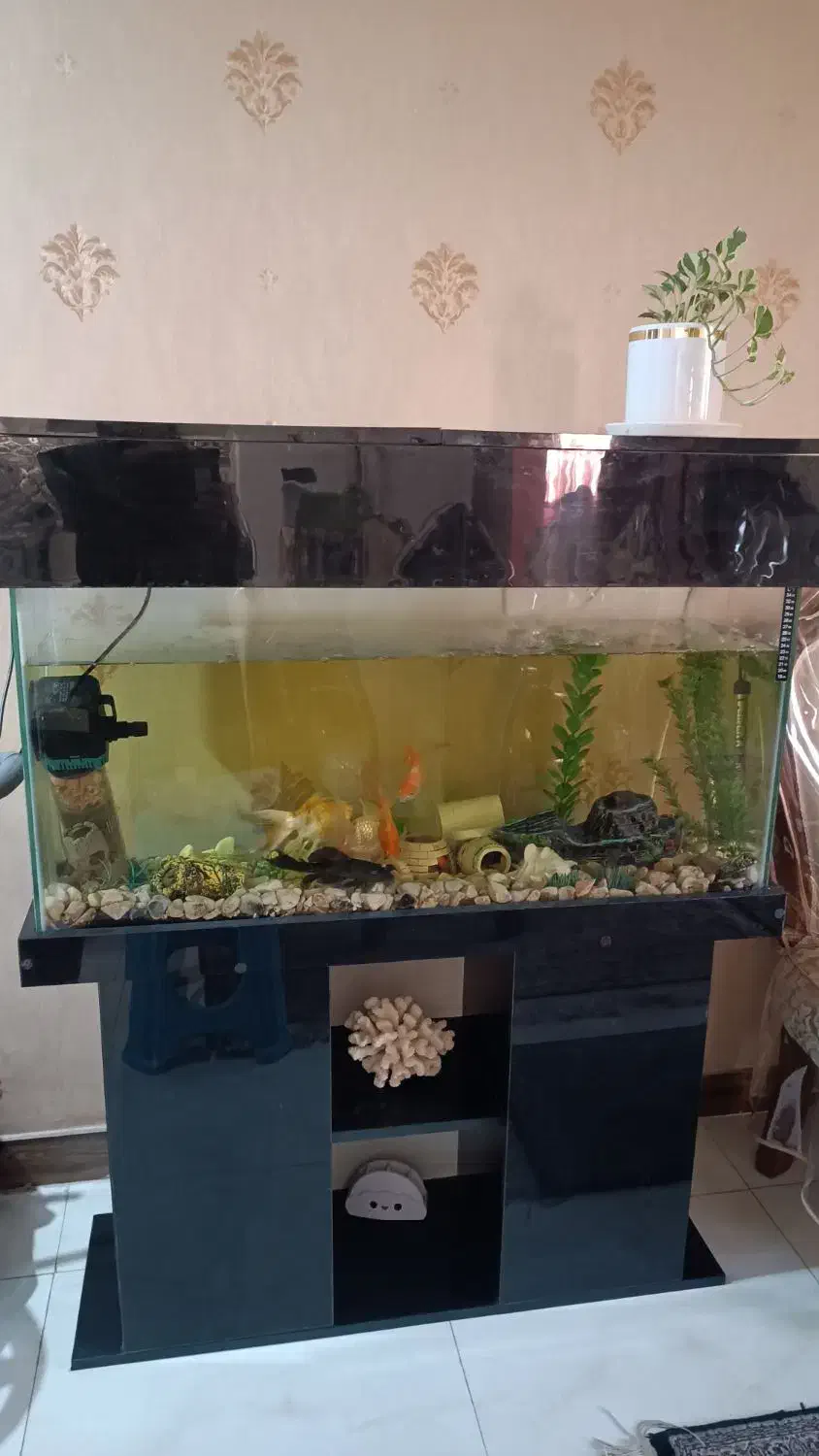 اکواریوم ماهی|ماهی|تهران, شهرک دانشگاه|دیوار