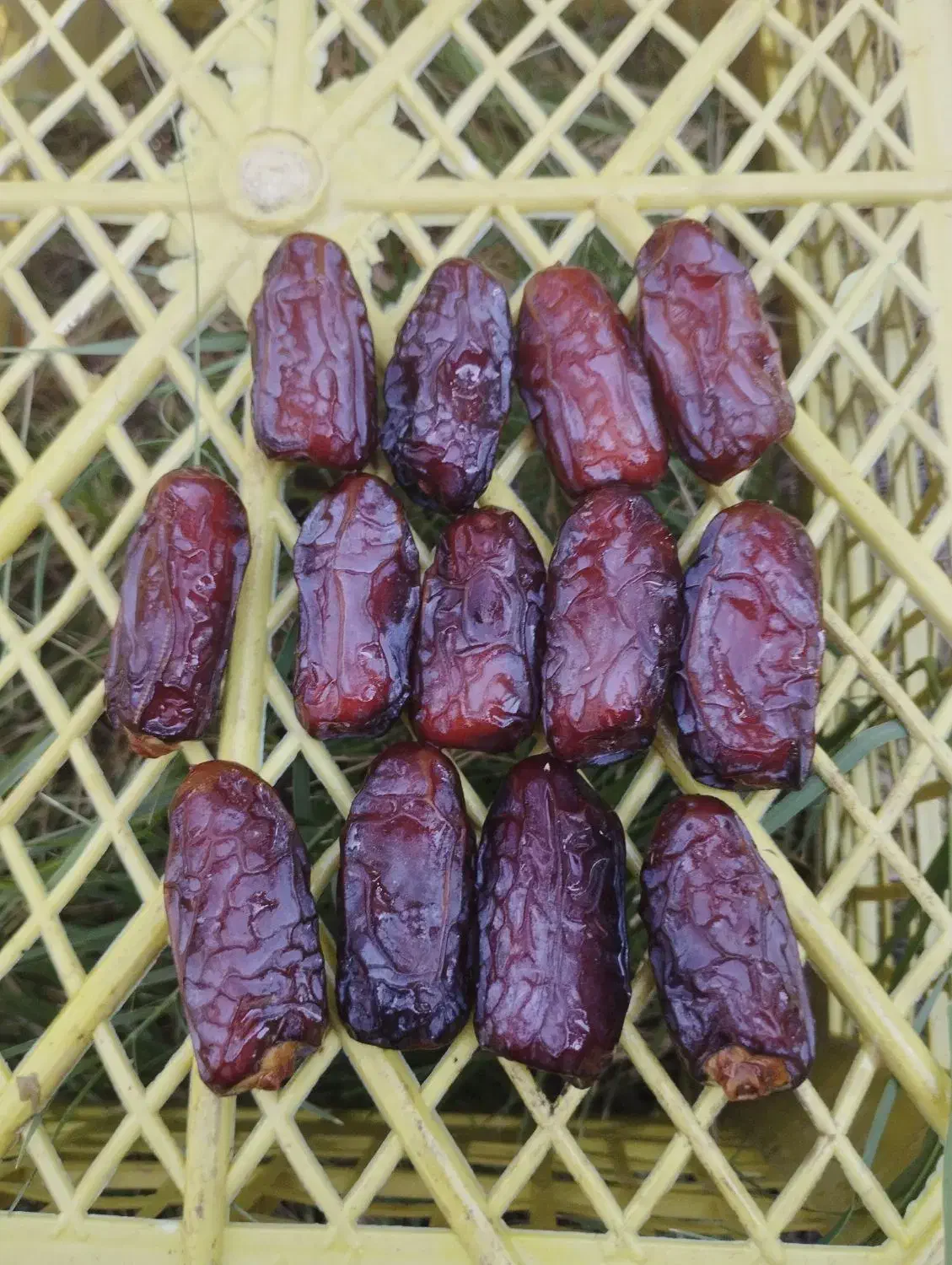 فروش خرمایی پیاروم حاجی آباد بصورت عمده|خوردنی و آشامیدنی|اصفهان, دانشگاه اصفهان|دیوار