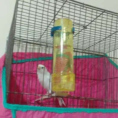 قناری آماده|پرنده|بشاریات, |دیوار