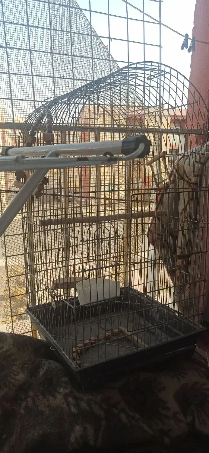 قفس|لوازم جانبی حیوانات|پرند, فاز ۵|دیوار