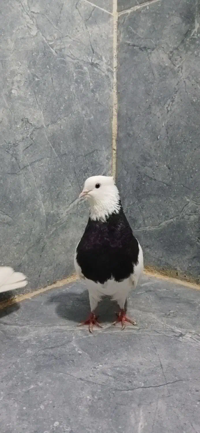 کبوتر|پرنده|مریوان, |دیوار