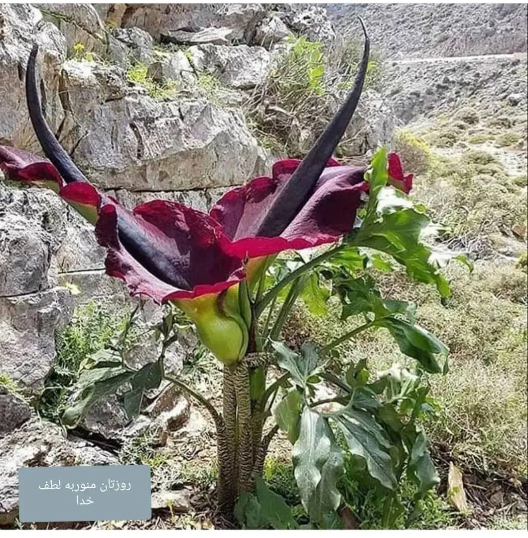 خانه اجاره|اجارهٔ خانه و ویلا|پاتاوه, |دیوار