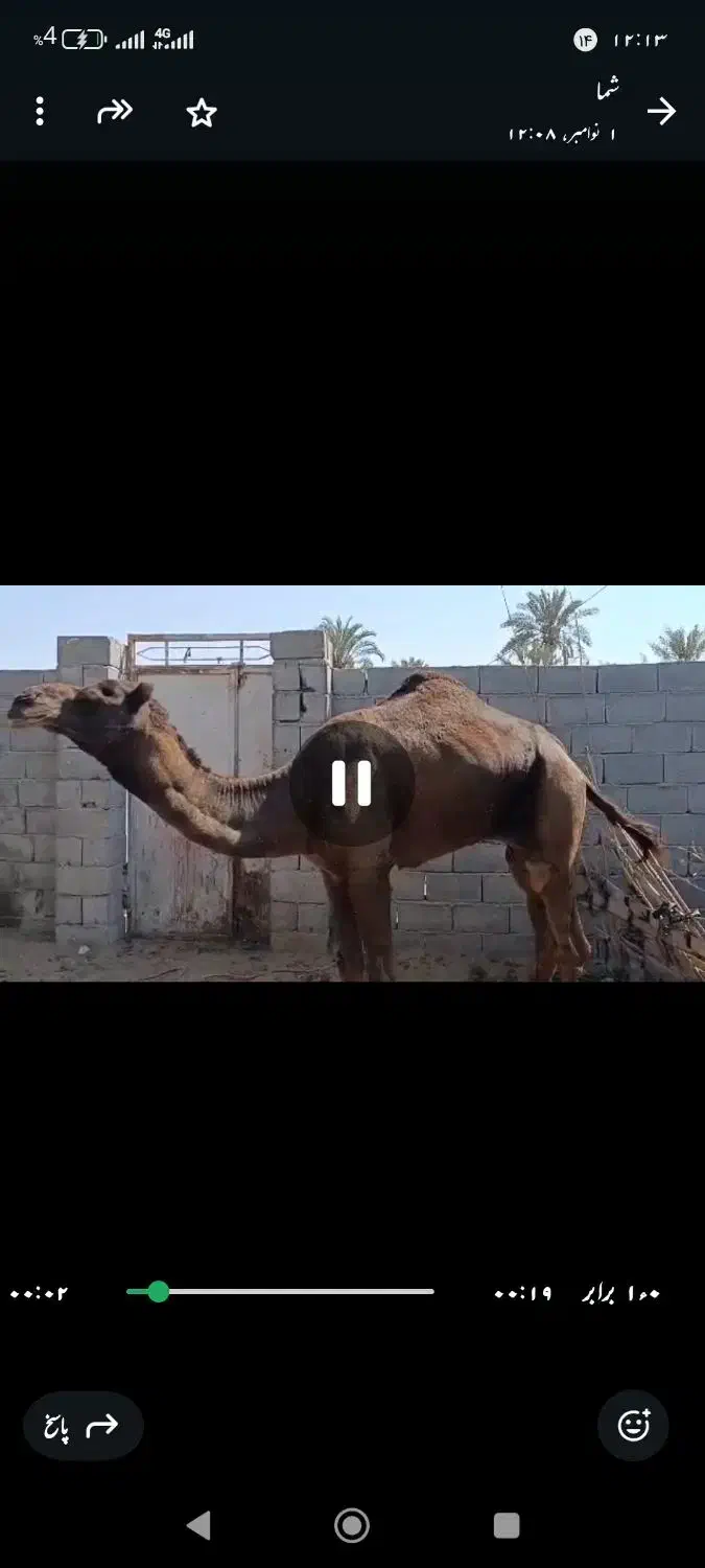 شتر ۷سال|حیوانات مزرعه|تخت, |دیوار