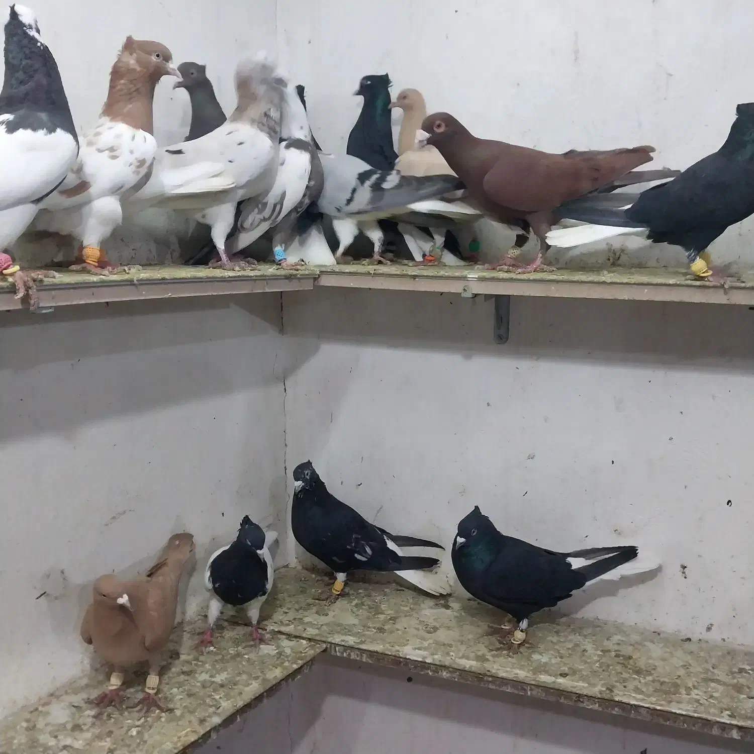 کبوتر ۲۰ تا پرشی|پرنده|اسفرورین, |دیوار