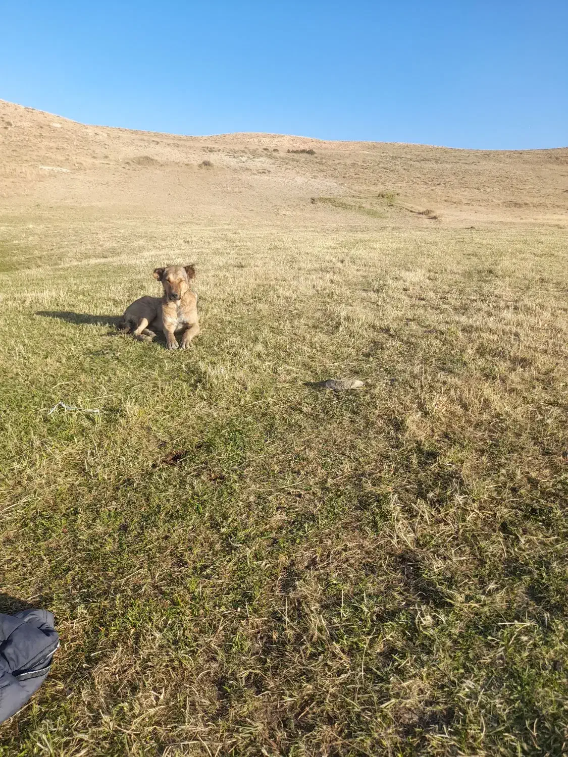 سگ گله عالی|سگ|خلخال, |دیوار