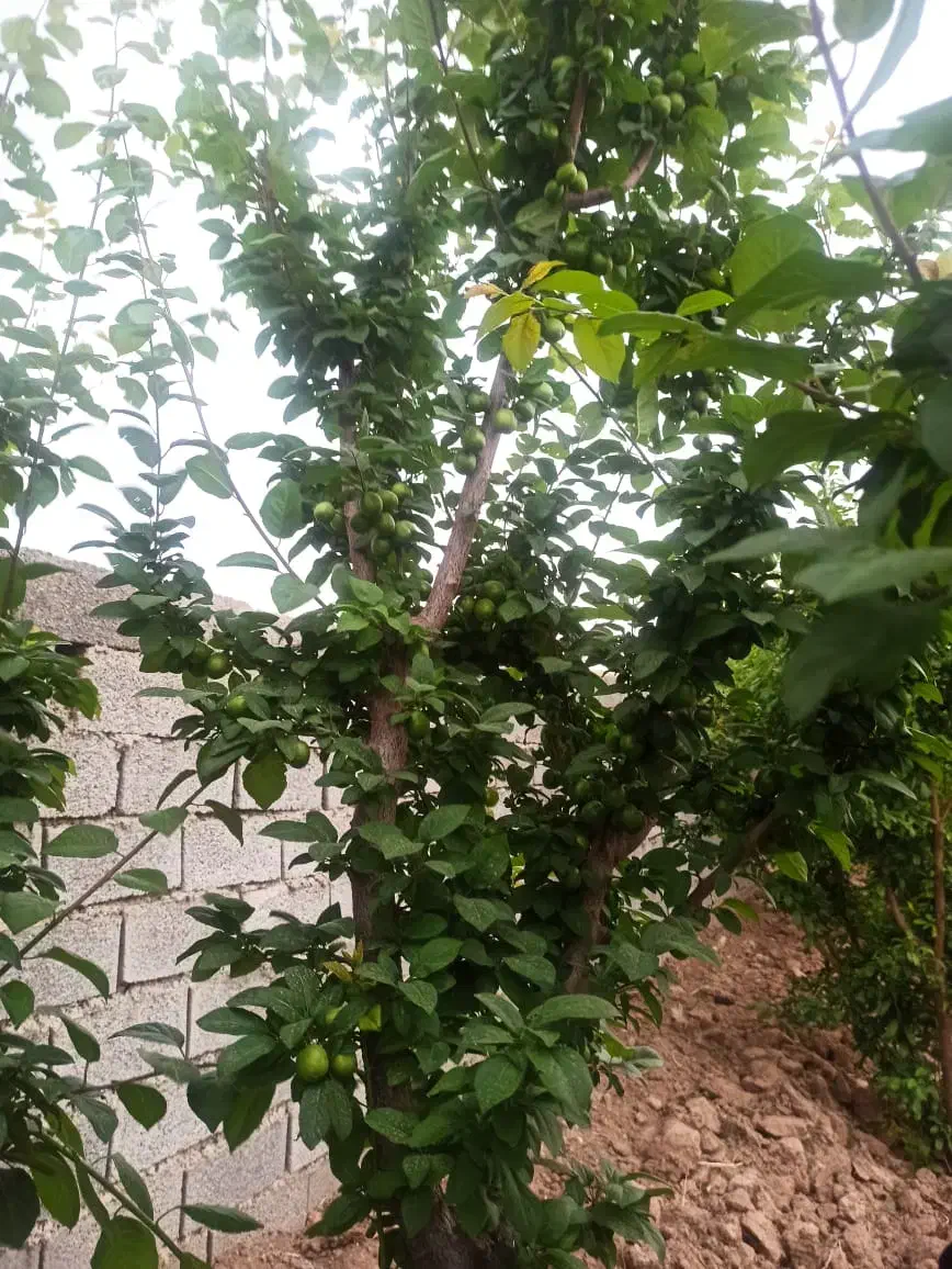 ۳۵۰مترباغ ویلا*سنددار*بافت شهری*کنتور* شهریار|فروش خانه و ویلا|تهران, یافت آباد جنوبی|دیوار