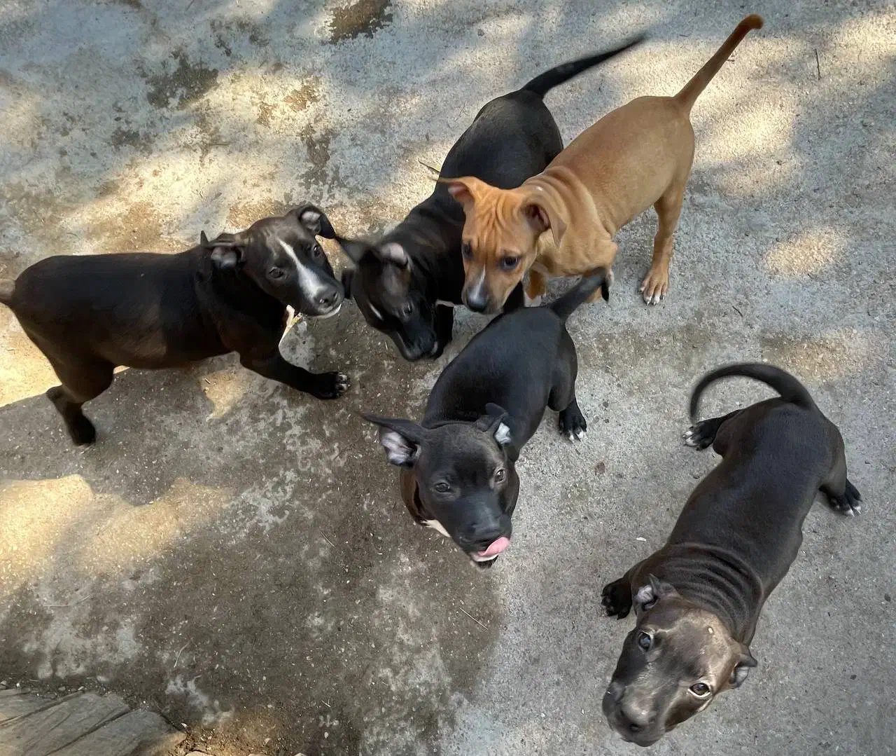 توله ۷۰روزه پیتبول فروشی قیمت توافقی|سگ|ساری, |دیوار