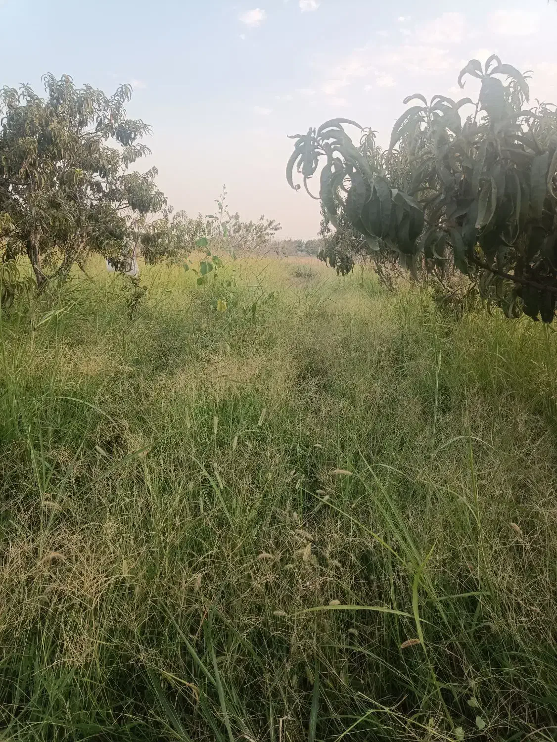 هرس کردن درخت|خدمات باغبانی و درختکاری|گرگان, |دیوار