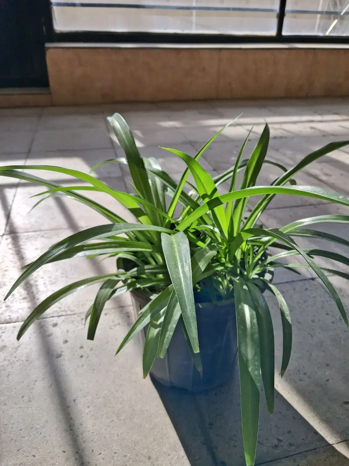 گلهای خانگی|گل و گیاه طبیعی|آبیک, |دیوار