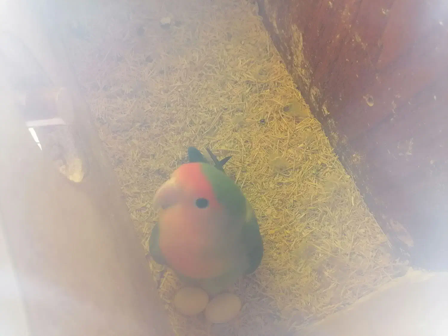 طوطی برزیلی ماده|پرنده|سنندج, |دیوار