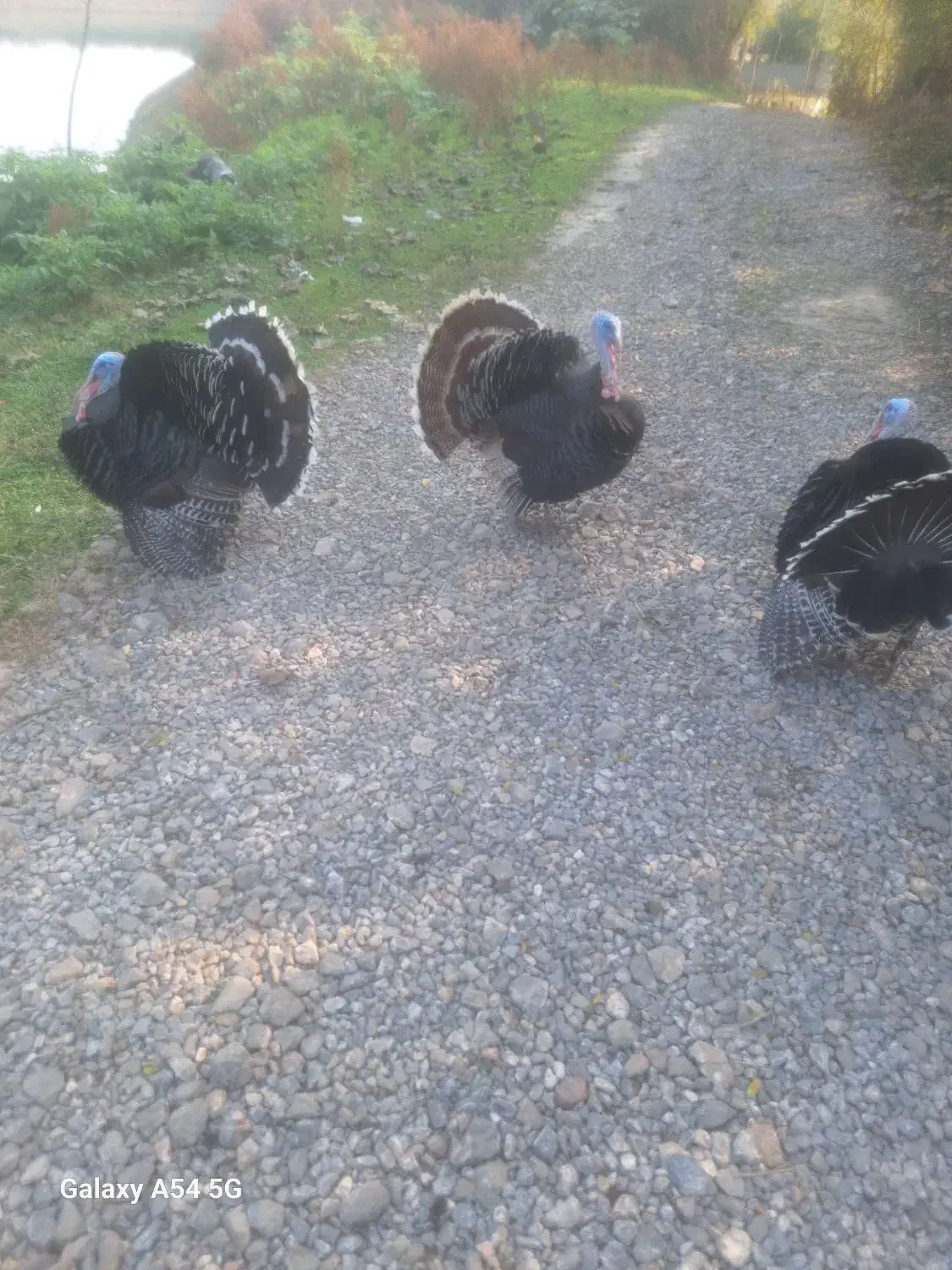 بوقلمون گوشتی|حیوانات مزرعه|شاندرمن, |دیوار