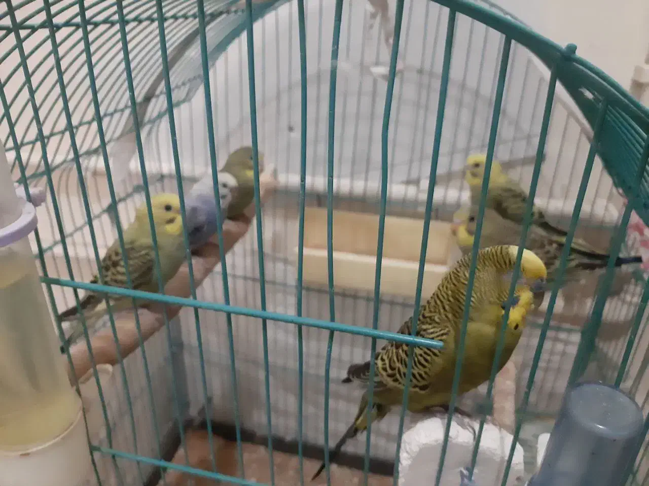 مرغ .عشق.. جوان|پرنده|تبریز, |دیوار