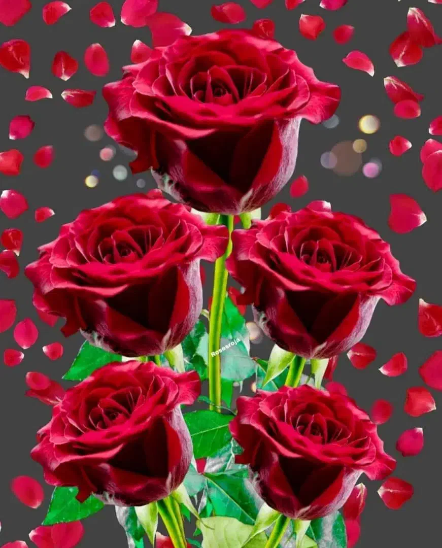 فیش حج تمتع|تور و چارتر|کازرون, |دیوار