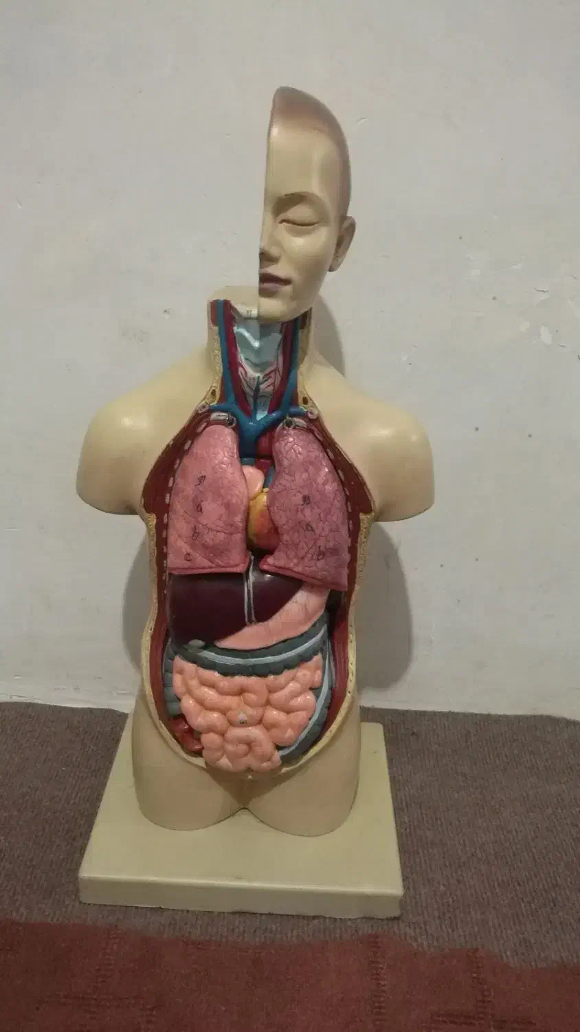 مولاژ اناتومی بدن انسان کامل وسالم ونو|آرایشی، بهداشتی، درمانی|قائم‌شهر, |دیوار