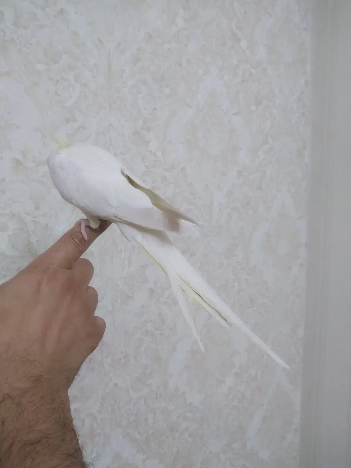 عروس هلندی ۱ ساله ماده|پرنده|رشت, چمارسرا|دیوار