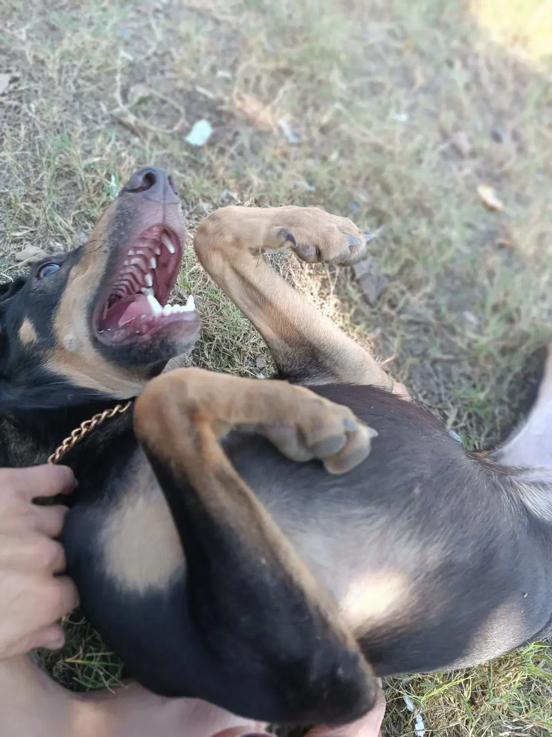 سگ دوبرمن. واگذار|سگ|بندرعباس, |دیوار