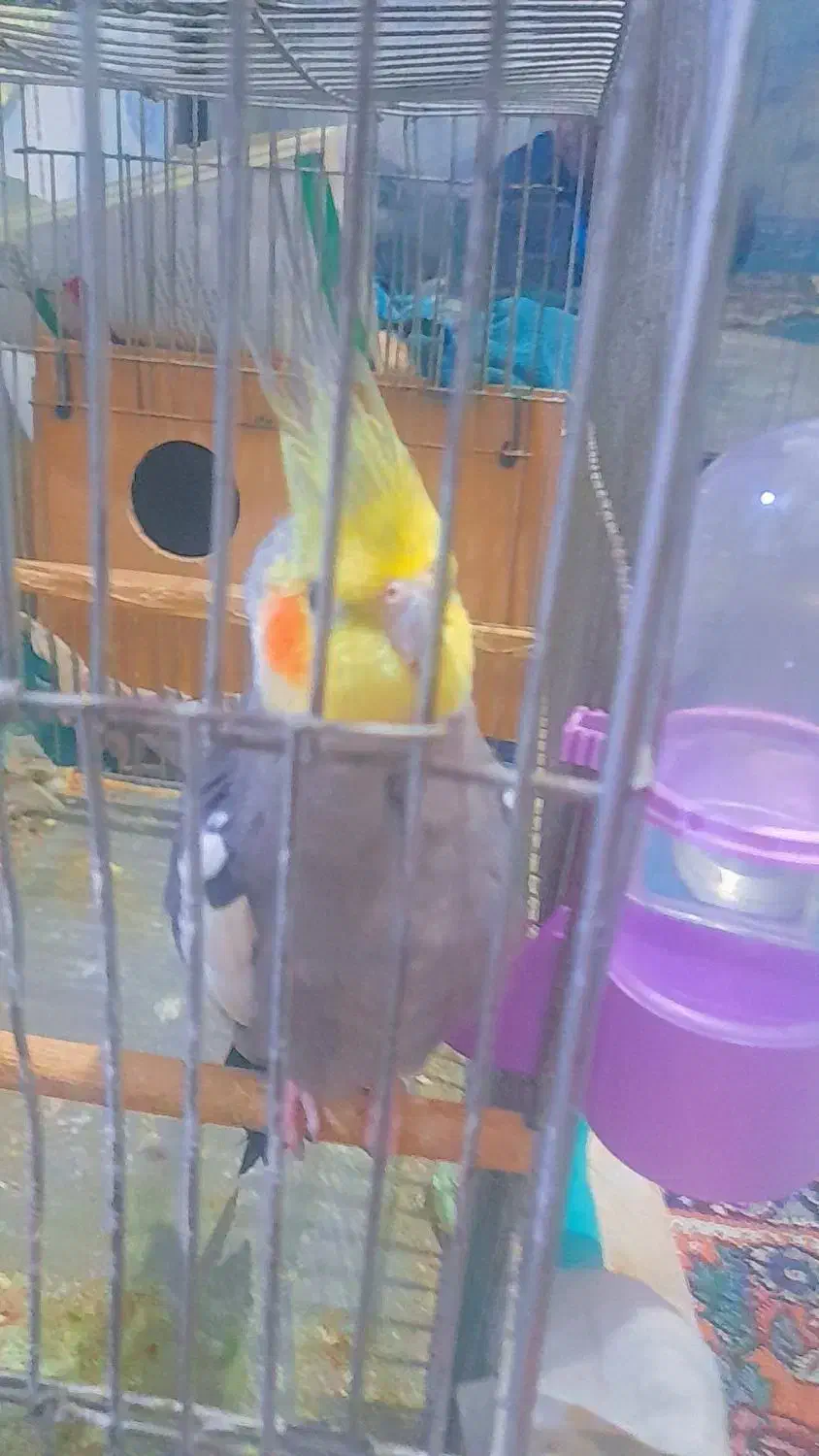 جفت عروس هلندی سالم|پرنده|اهواز, منازل کارون|دیوار