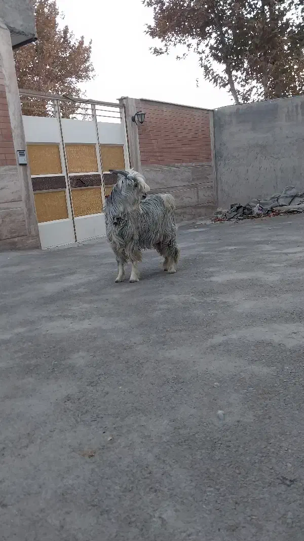 بزغاله دوبور|حیوانات مزرعه|اصفهان, شفق|دیوار