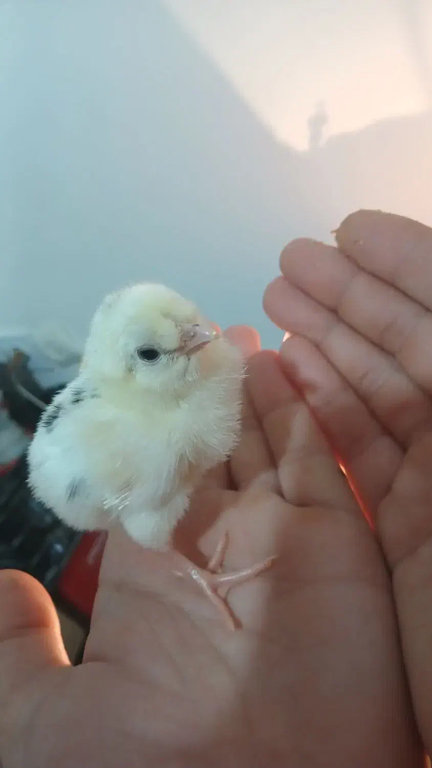 جوجه  یک روزه|حیوانات مزرعه|شیروان (خراسان), |دیوار