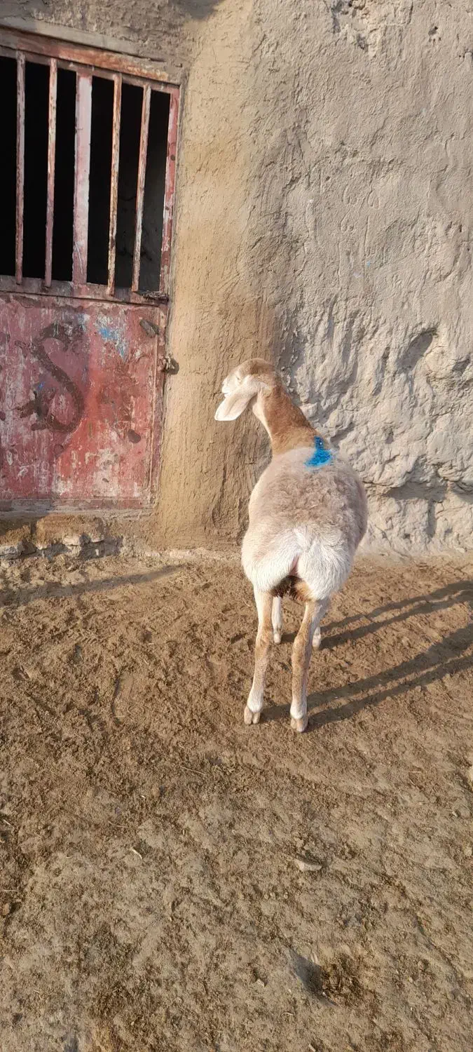 بره ماده چینی قشنگ|حیوانات مزرعه|تربت جام, جامرود|دیوار