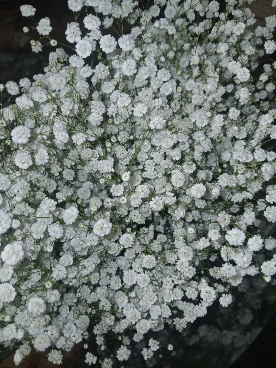 فروش گل عروس دسته پر|گل و گیاه طبیعی|اراک, |دیوار