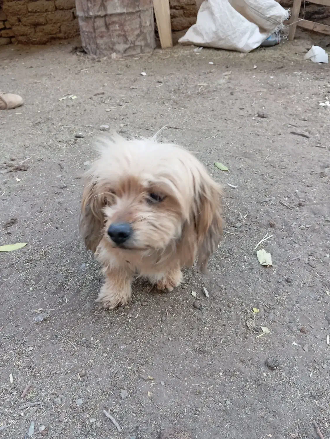 توله پاپی|سگ|زاینده رود, |دیوار