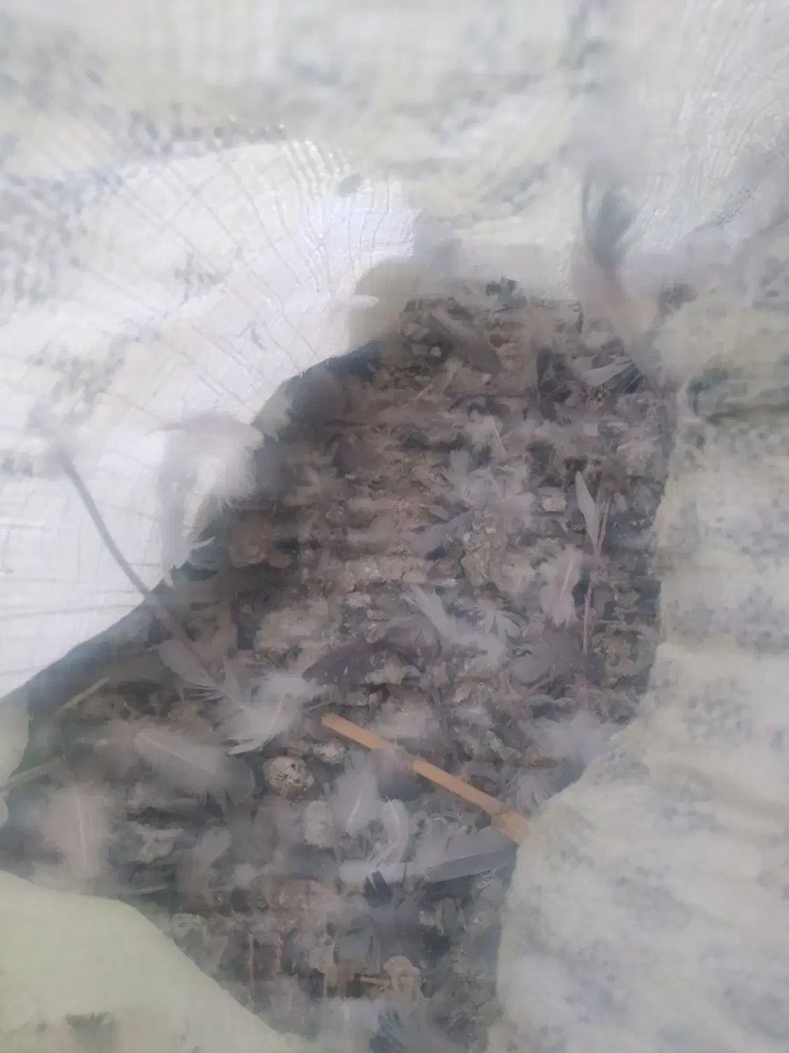 کود کبوتر|خدمات باغبانی و درختکاری|مراغه, |دیوار