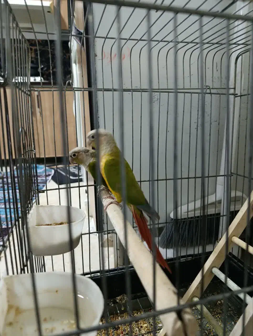 ۳ عددگرنچیک|پرنده|دورود, |دیوار