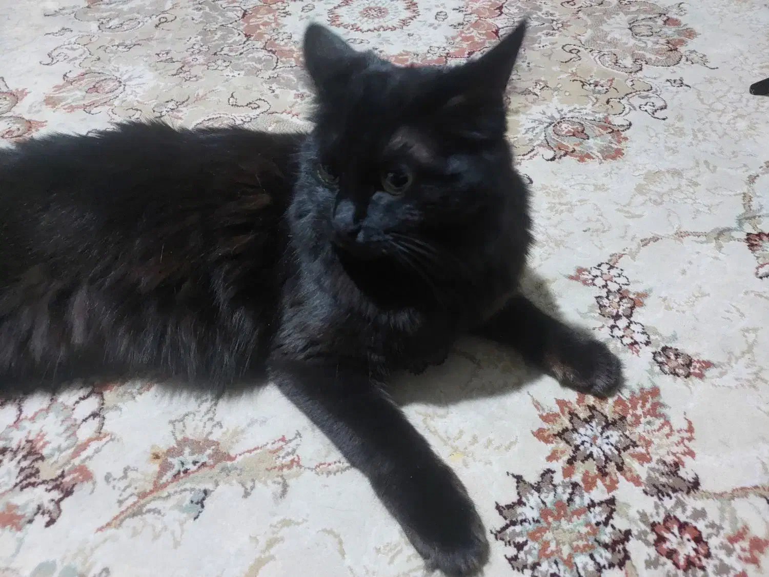 گربه سیاه  بریتیش|گربه|محمدیه-قزوین, |دیوار