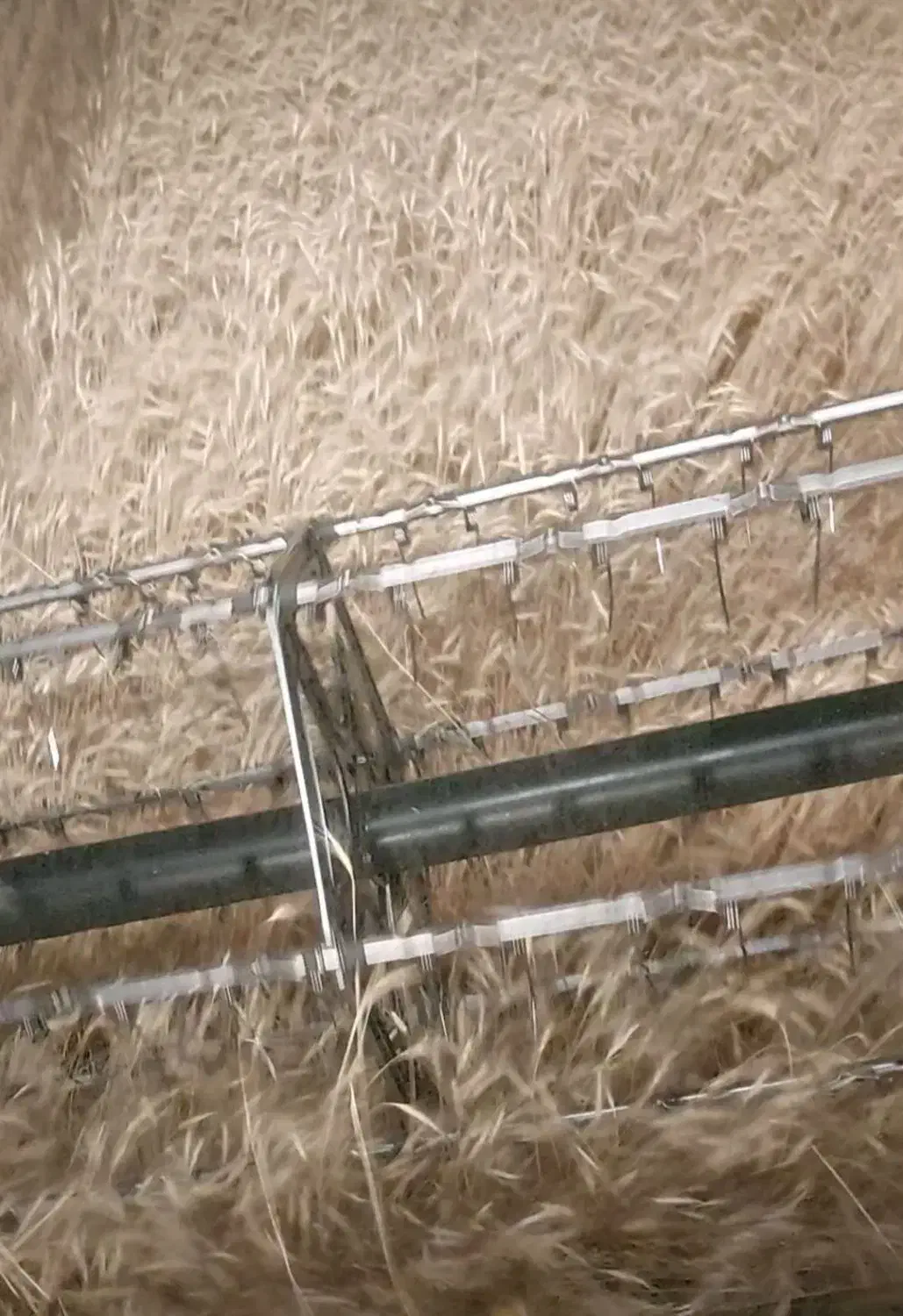 گندم بذر دیم|گل و گیاه طبیعی|قروه, |دیوار