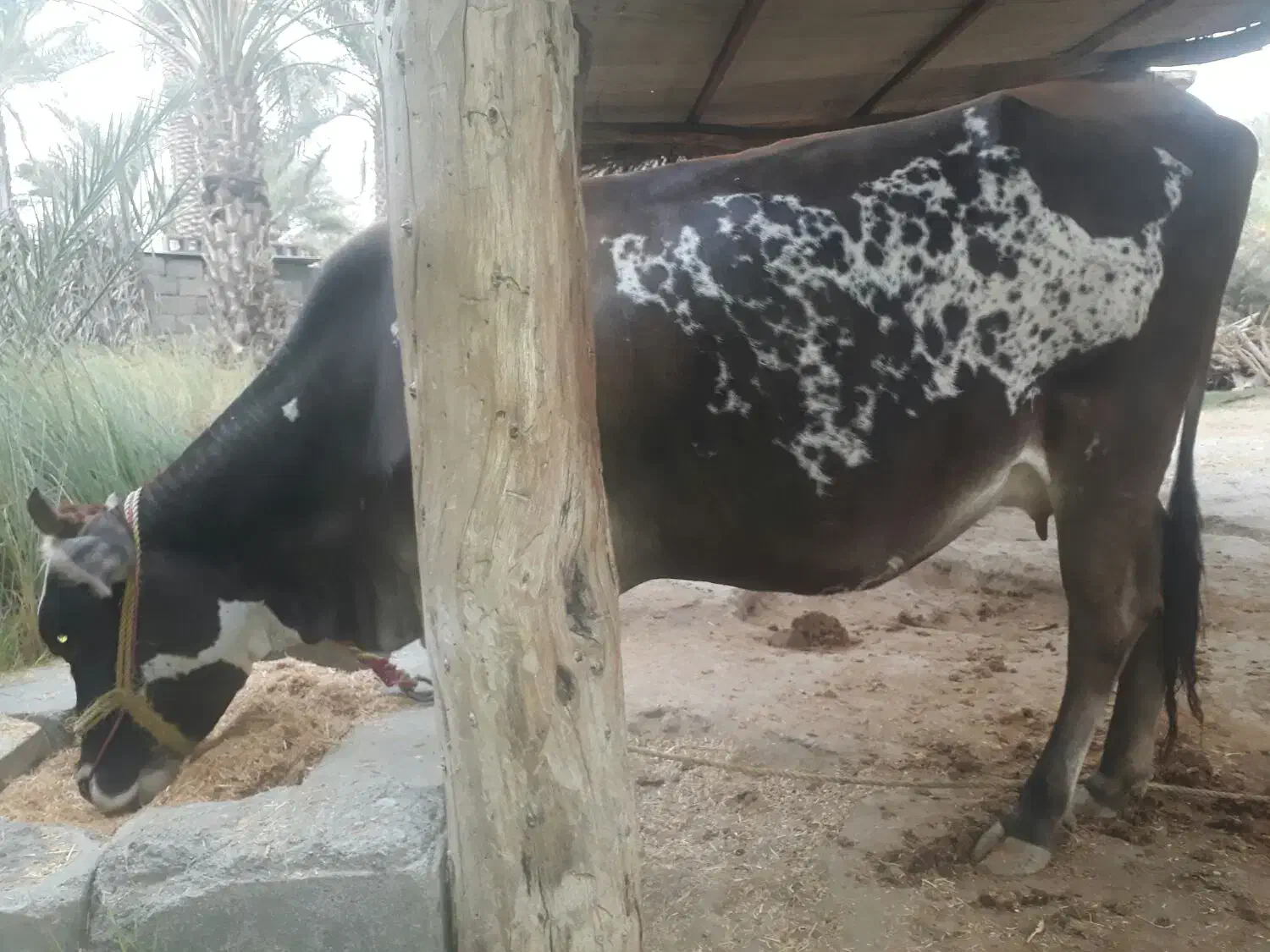 گاو شیری جرسی|حیوانات مزرعه|میناب, |دیوار