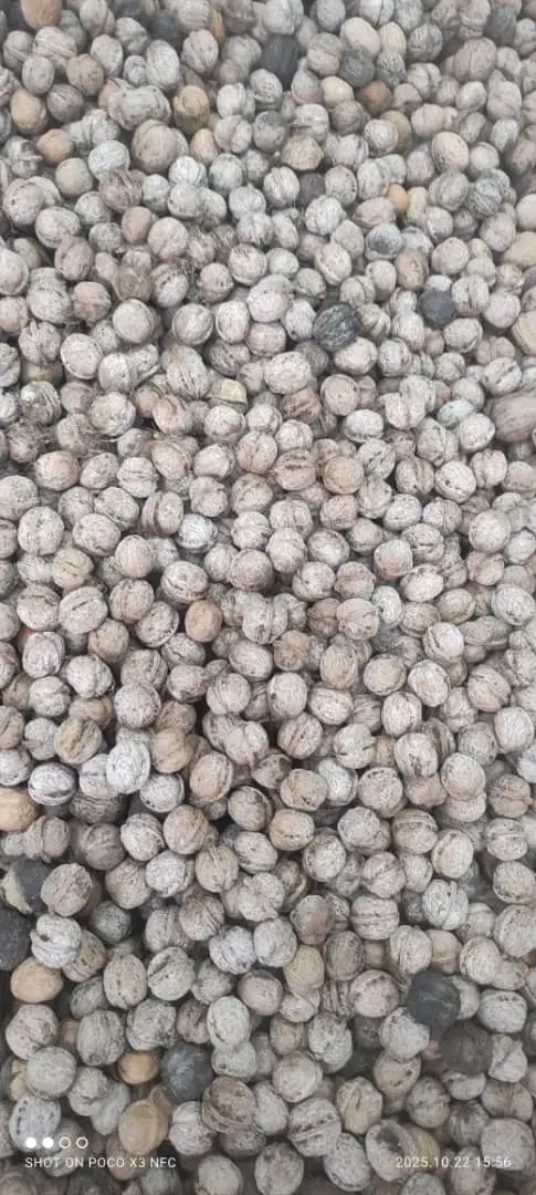 دو گونی گردو گم شده|اشیا|بروجرد, |دیوار