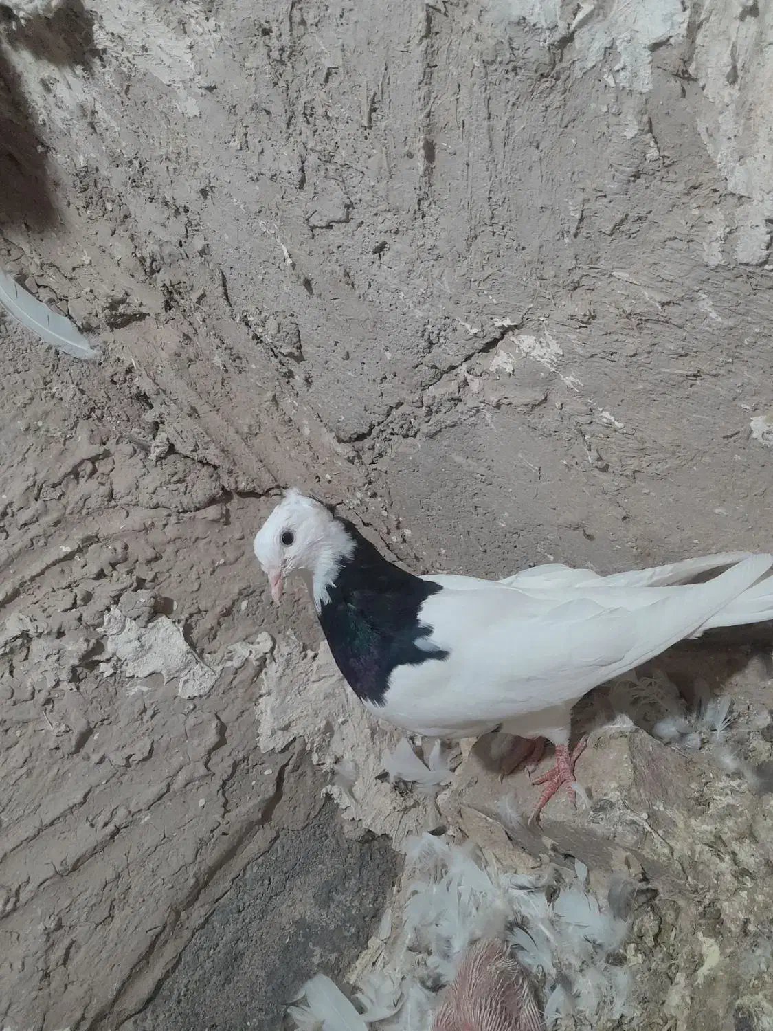 کبوتر|پرنده|میان جلگه, |دیوار